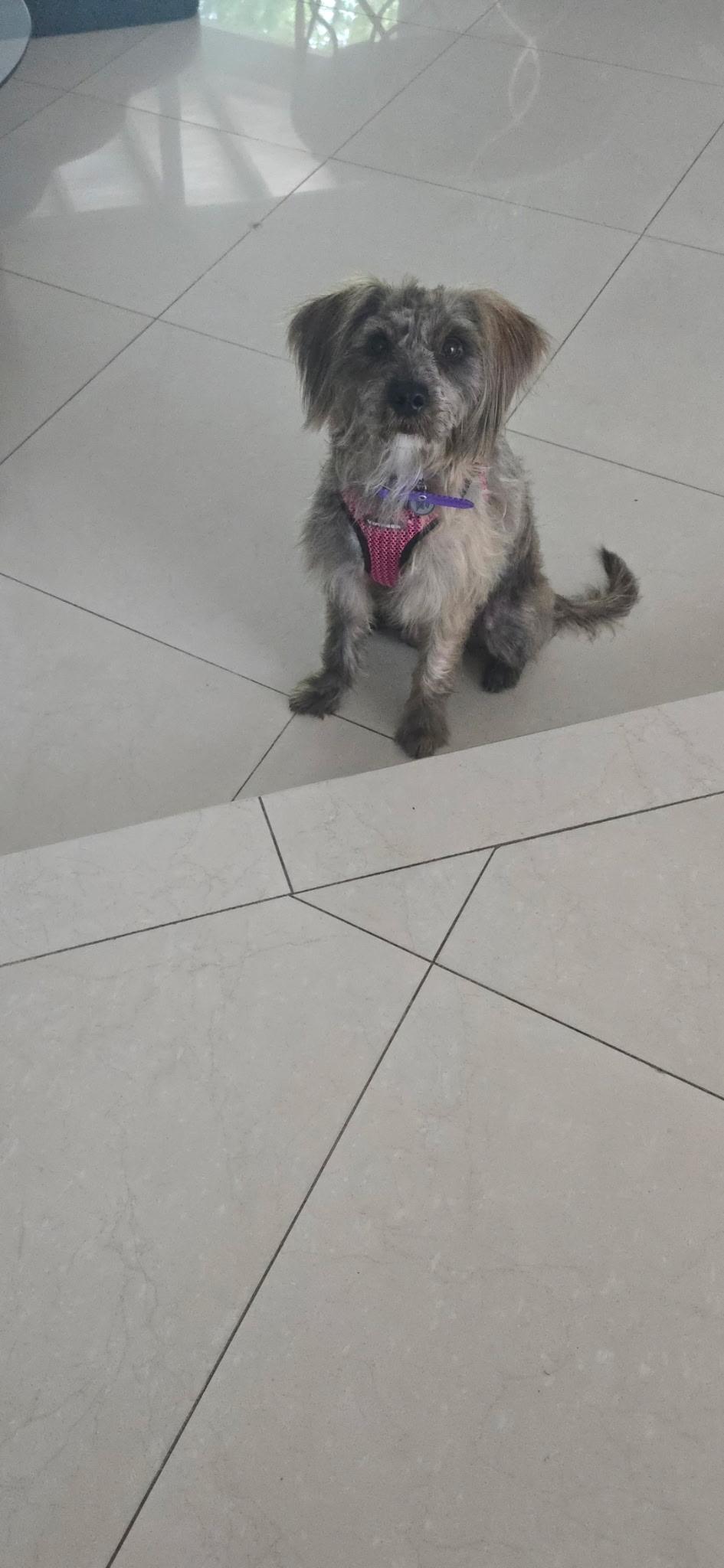 Bella, a Adopted mixed breed in Miami, FL image 3/6