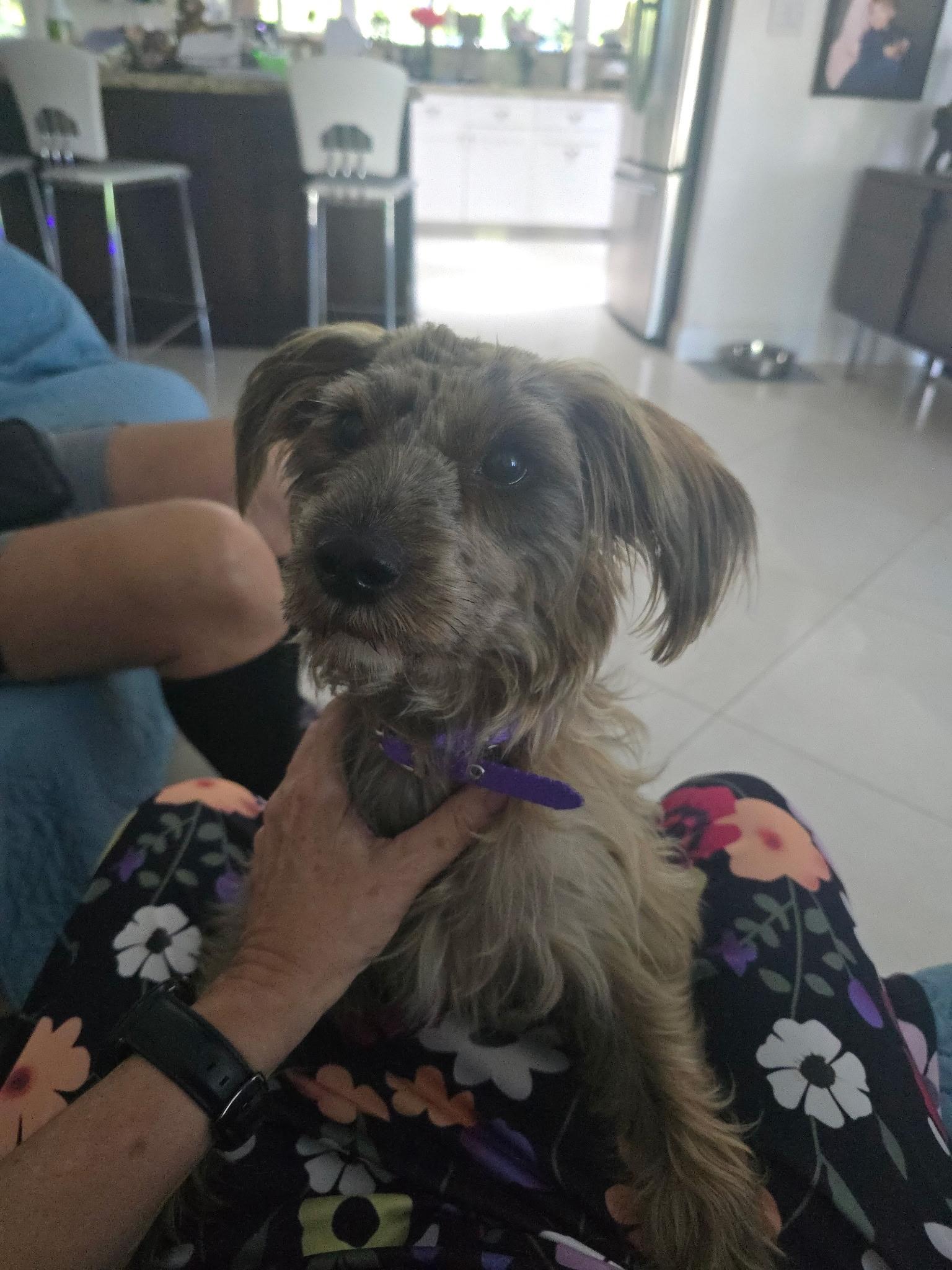 Bella, a Adopted mixed breed in Miami, FL image 4/6