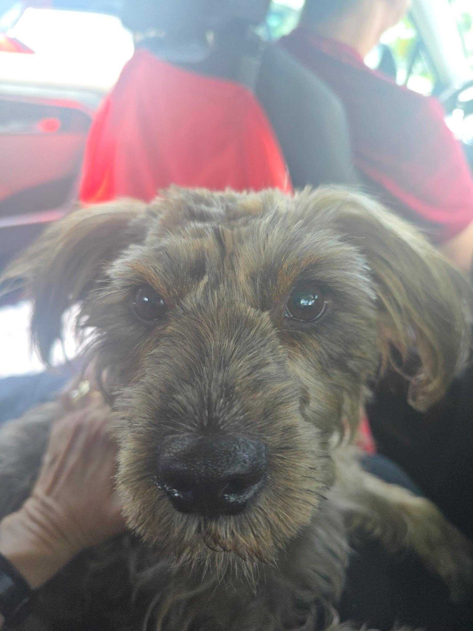 Bella, a Adopted mixed breed in Miami, FL image 5/6