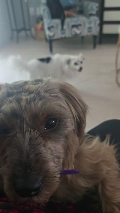 Enlarge Bella, a Adopted mixed breed in Miami, FL video 6/6