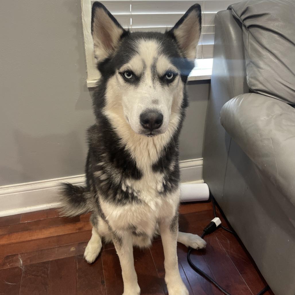 Enlarge Max - Home to Home, a Adoptable Siberian Husky in South Elgin, IL image 1/1