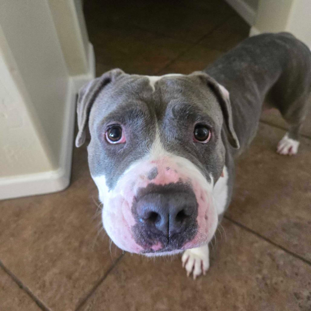 Snooki, Adoptable, Adult Female Pit Bull Terrier.