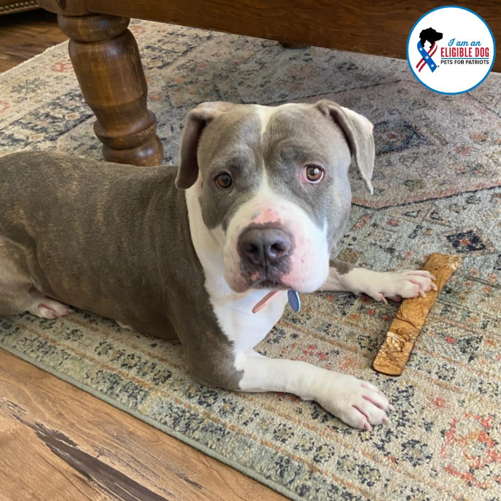 Snooki, a Adoptable Pit Bull Terrier in Apache Junction, AZ image 3/4