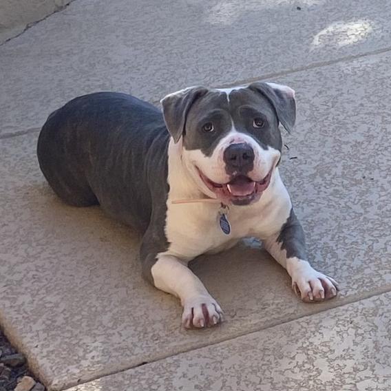 Snooki, a Adoptable Pit Bull Terrier in Apache Junction, AZ image 4/4