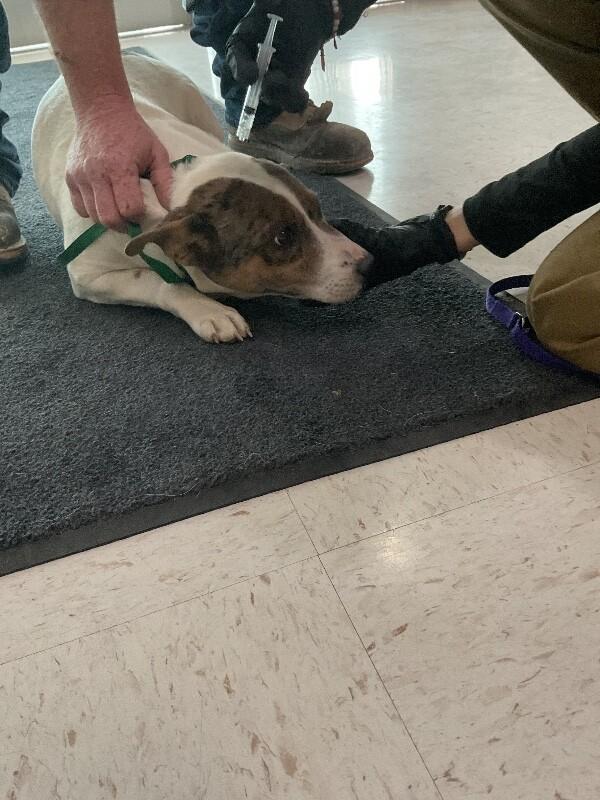 Jewel, Adoptable, Adult Female Mixed Breed.