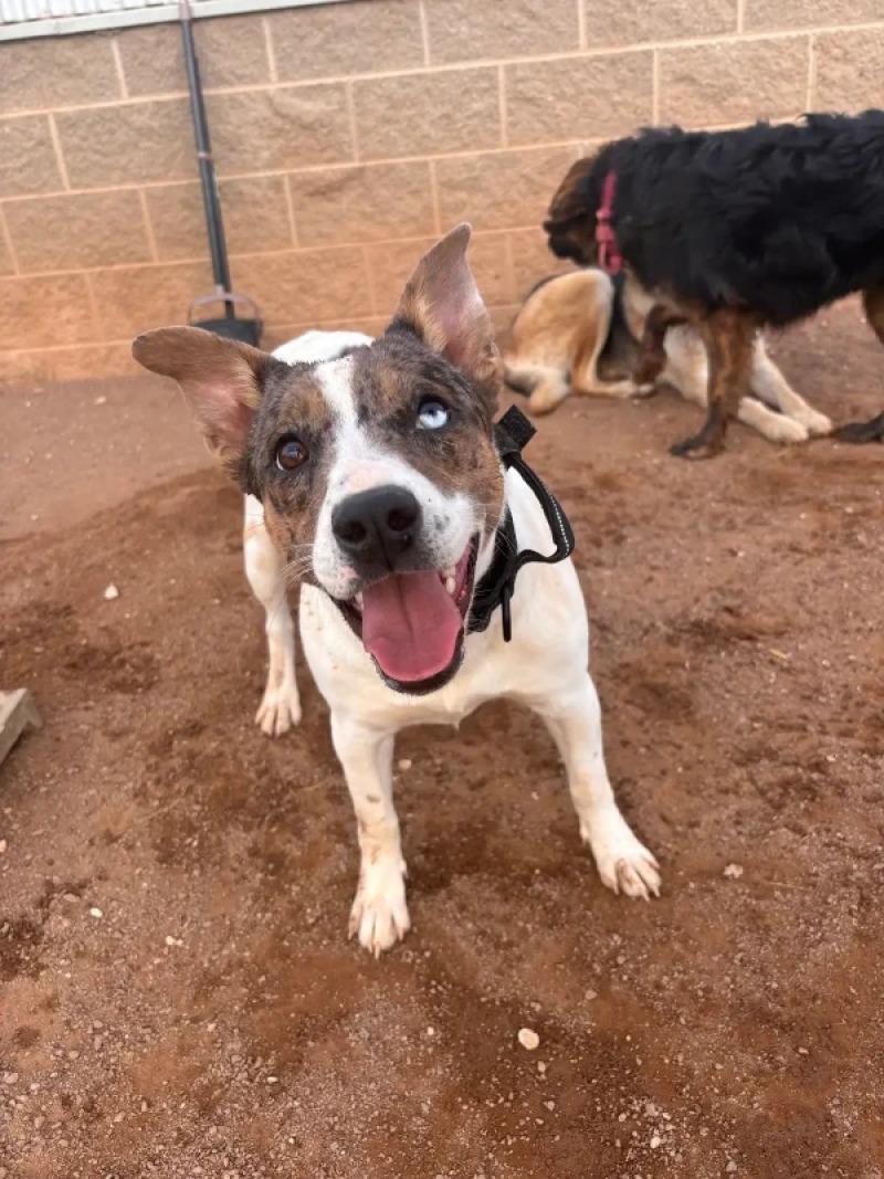 Enlarge Jewel, a Adoptable Mixed Breed in Hobbs, NM image 2/2