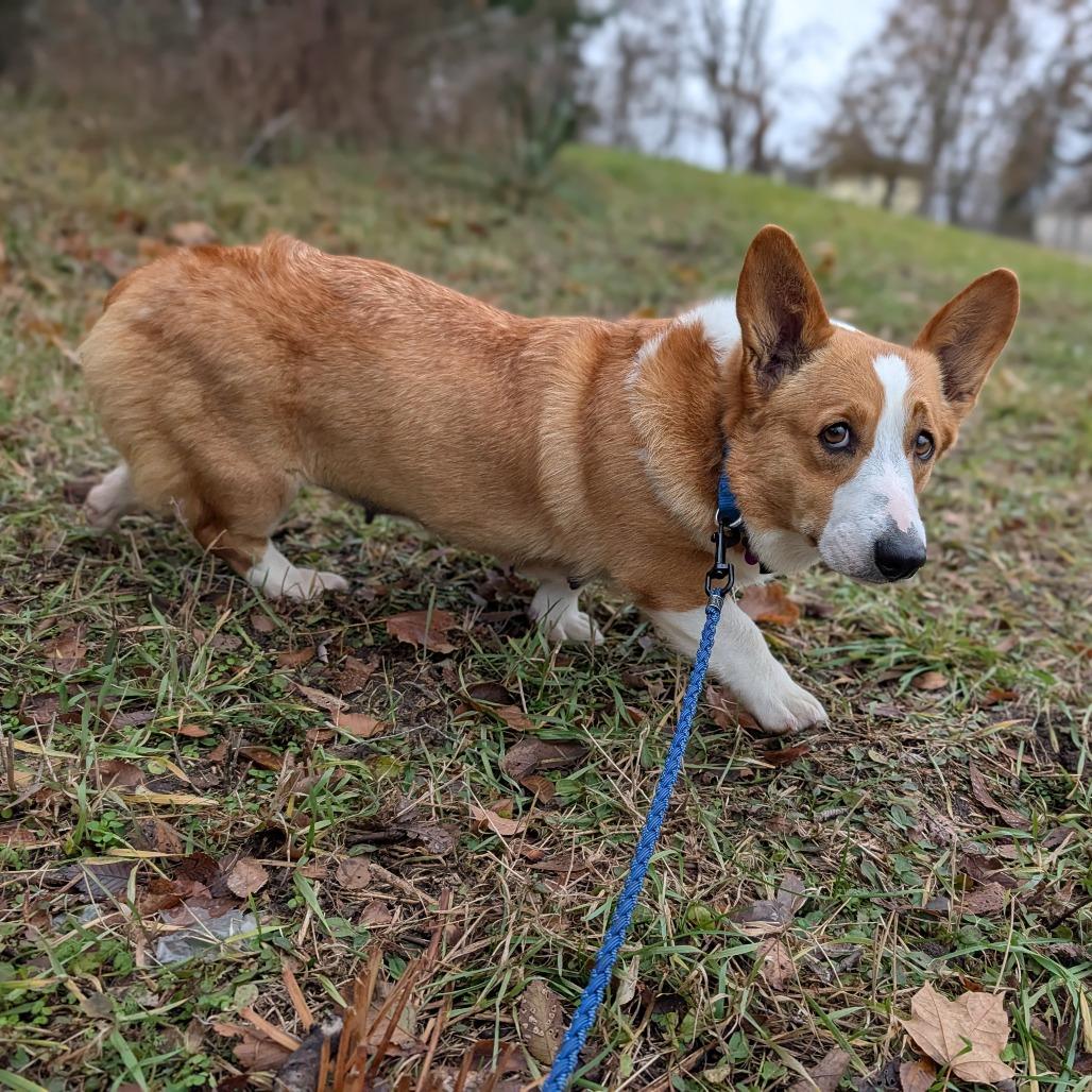 Cheddar, adoptable, Adult Female Pembroke Welsh Corgi.