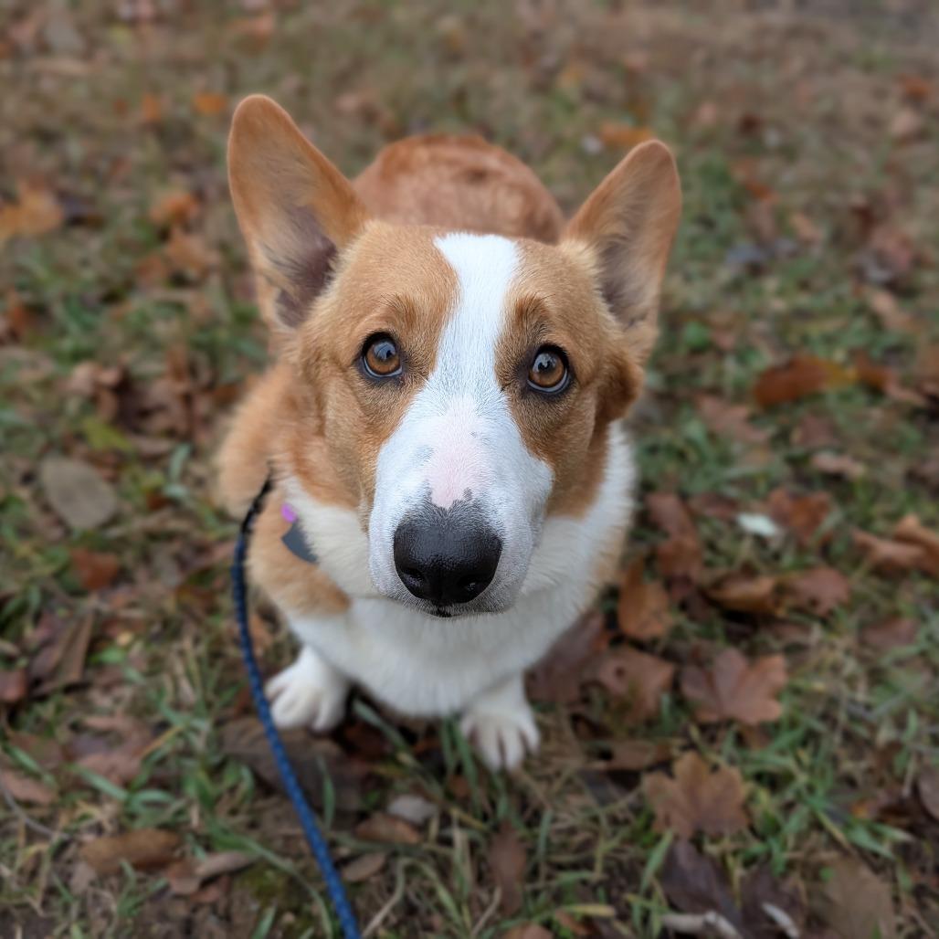 Enlarge Cheddar, an adoptable Pembroke Welsh Corgi in Fenton, MI image 2/3