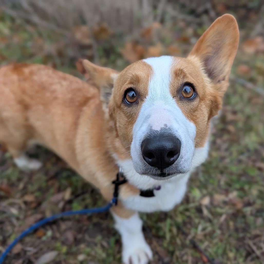 Enlarge Cheddar, an adoptable Pembroke Welsh Corgi in Fenton, MI image 3/3