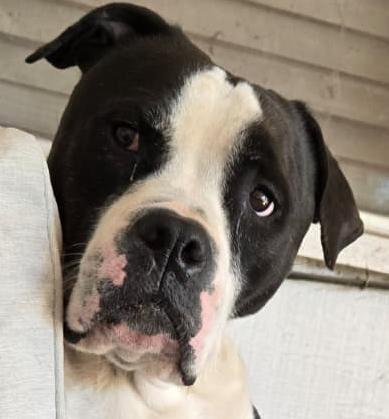 Sig, Adoptable, Young Male Boxer & Pit Bull Terrier.