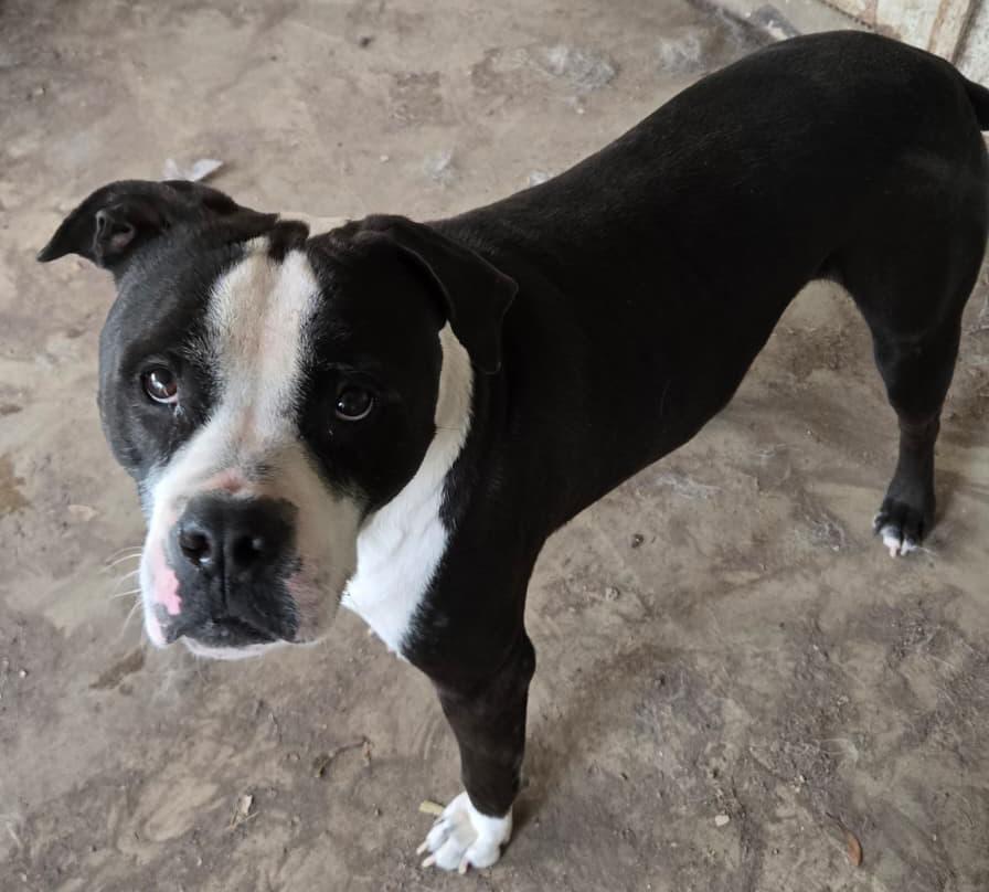 Enlarge Sig, a Adoptable mixed breed in Marble Falls, TX image 3/3