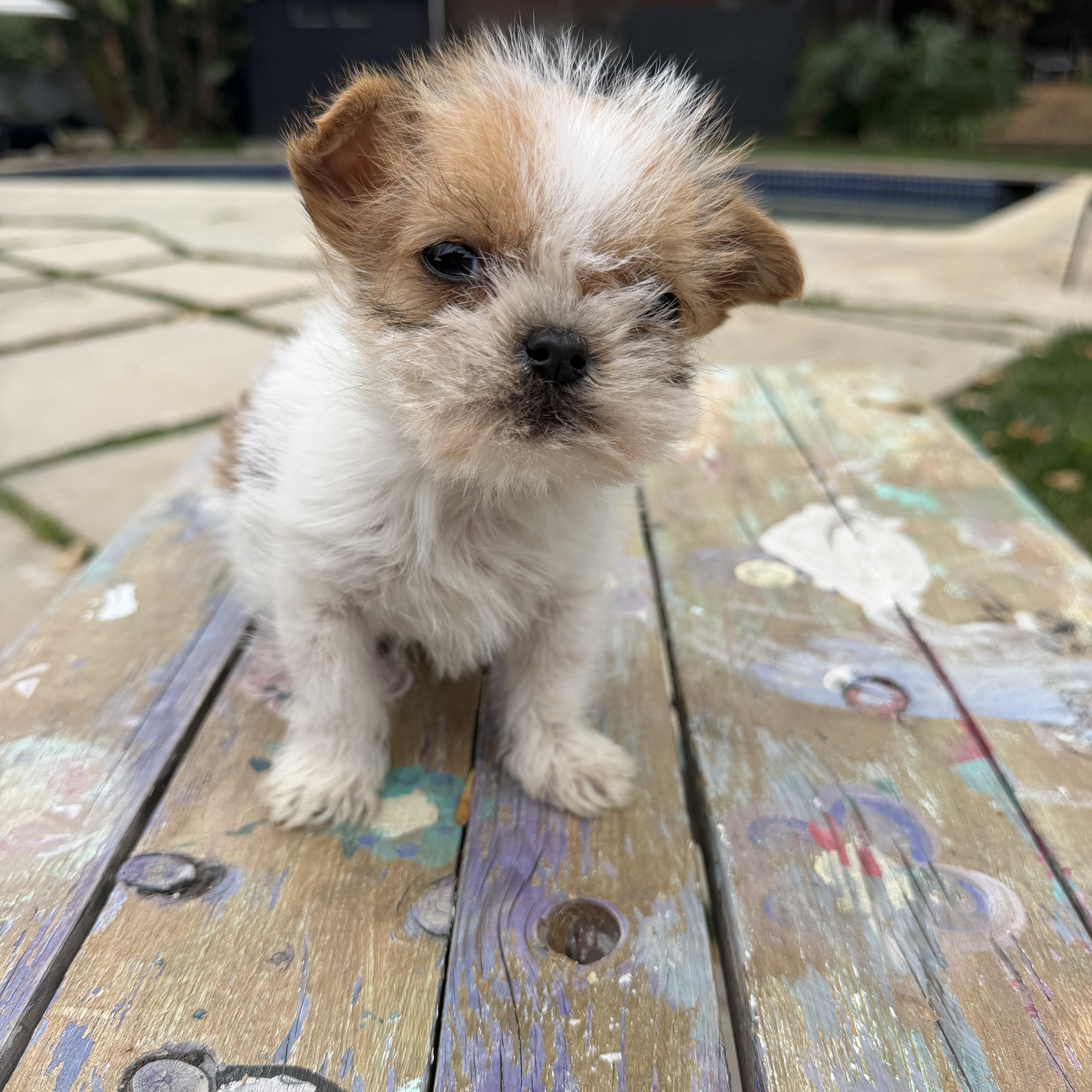 Pibbles, a ADOPTABLE mixed breed in Redlands , CA image 3/3