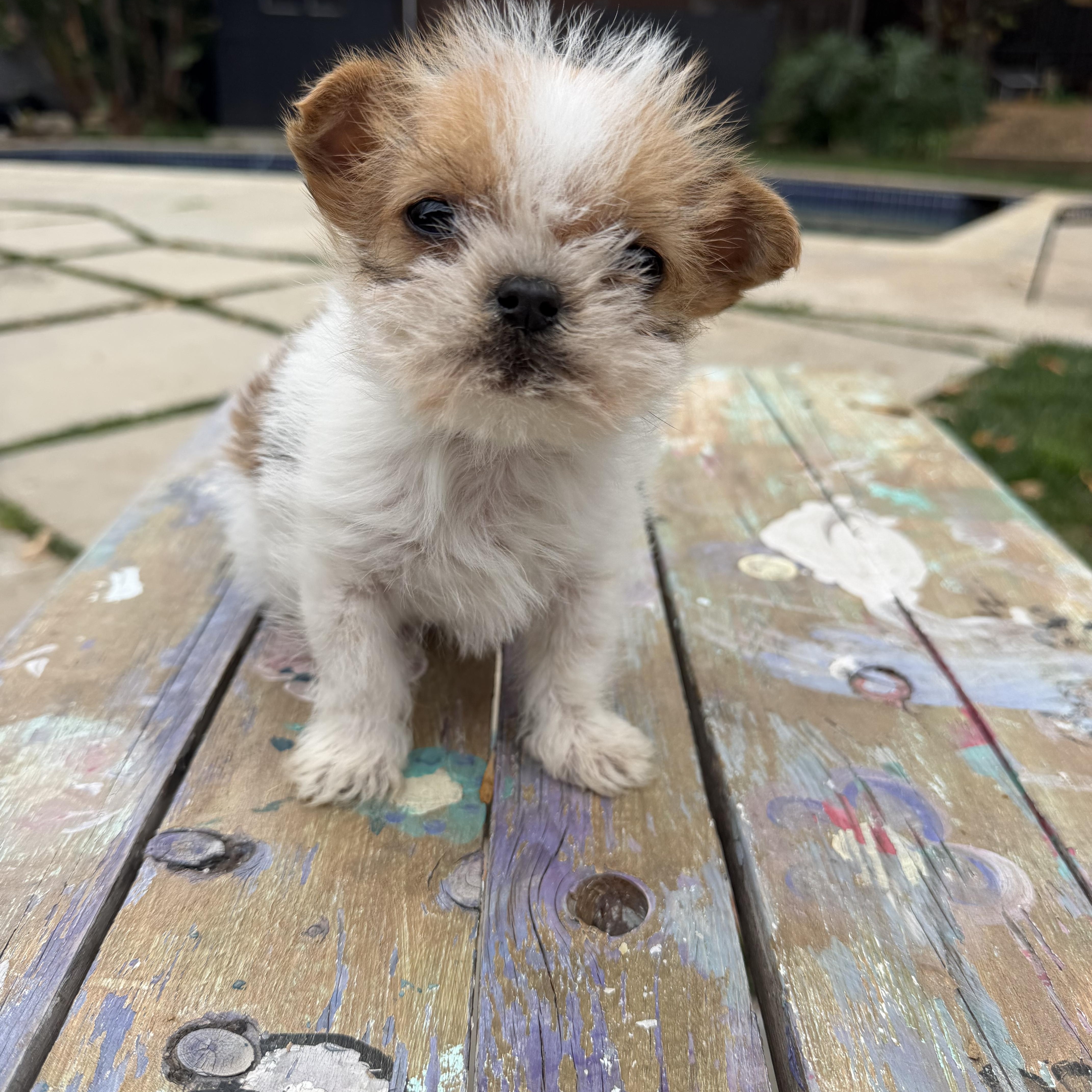 Pibbles, a ADOPTABLE mixed breed in Redlands , CA image 2/3