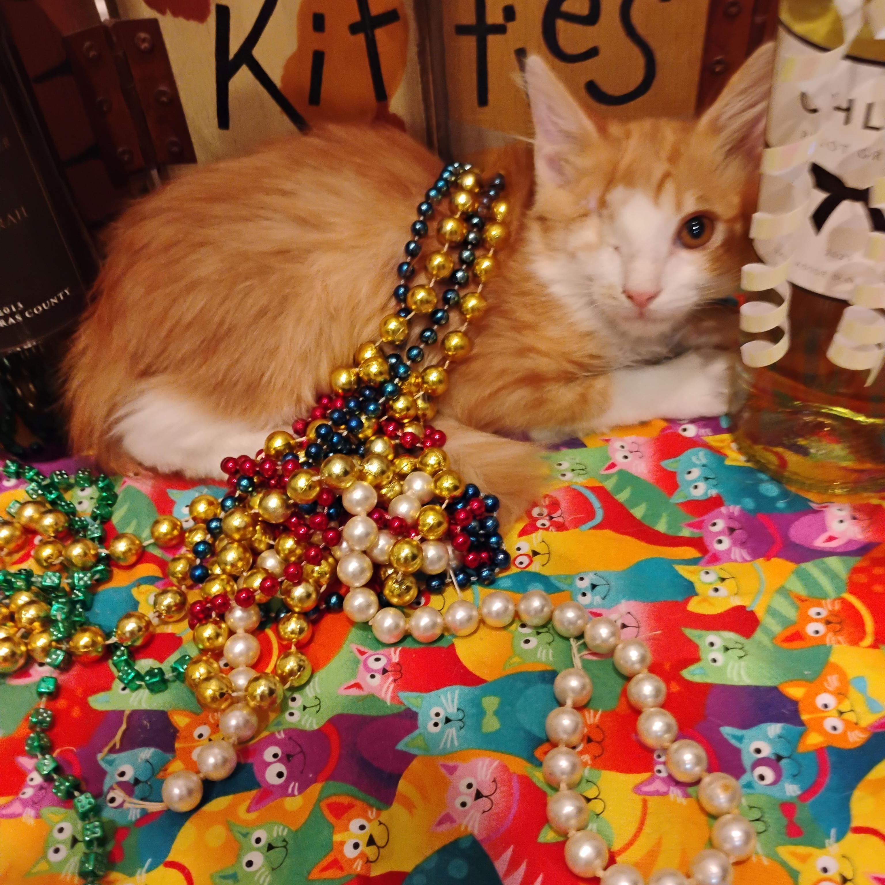 Zaylan maine coon mix/org/wh fluffy M 2lbs/1 eye/kids/$100, Baby Male unknown