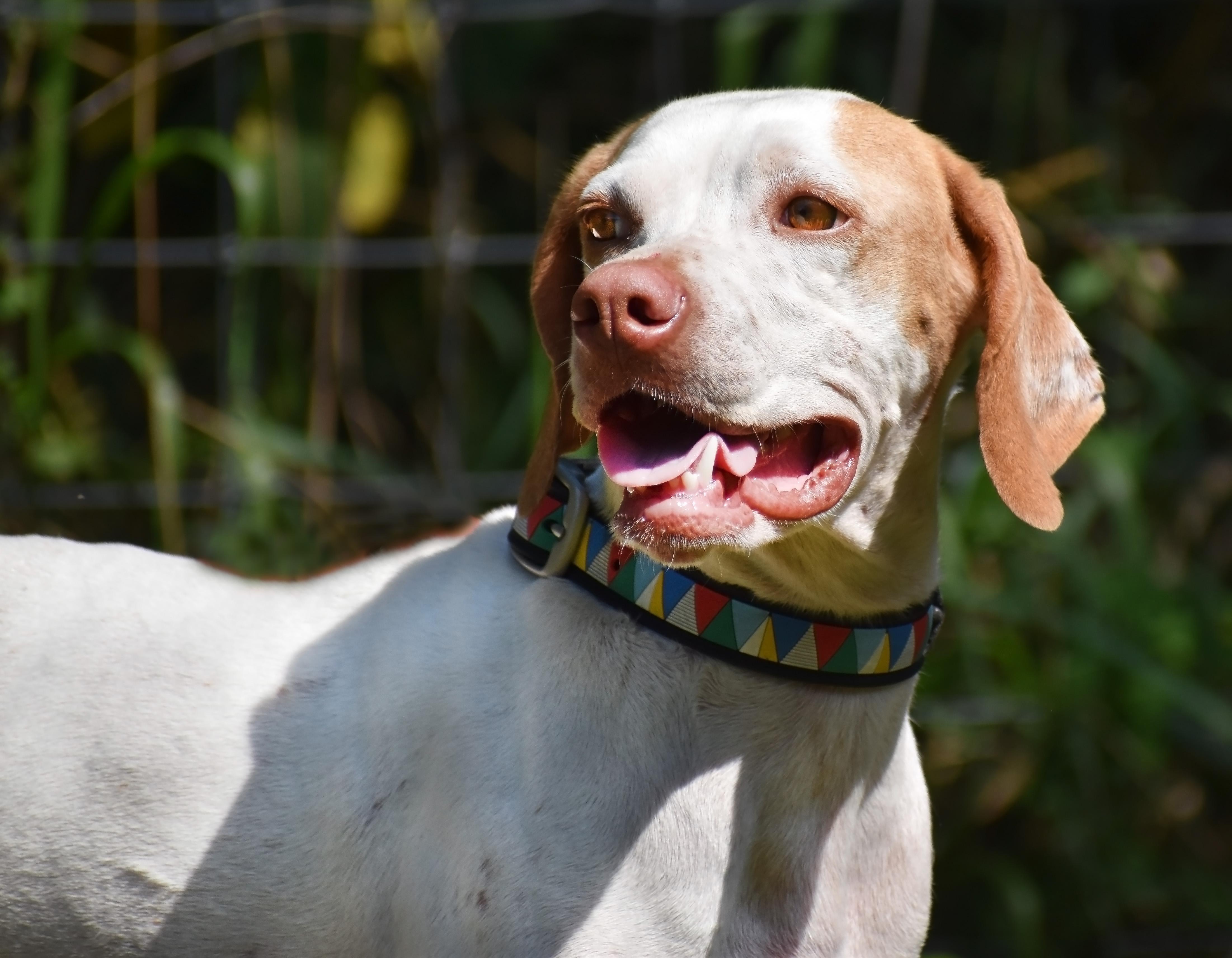 Enlarge Mae- Adoption Pending, a Adoptable Pointer in Wood Dale, IL image 3/6