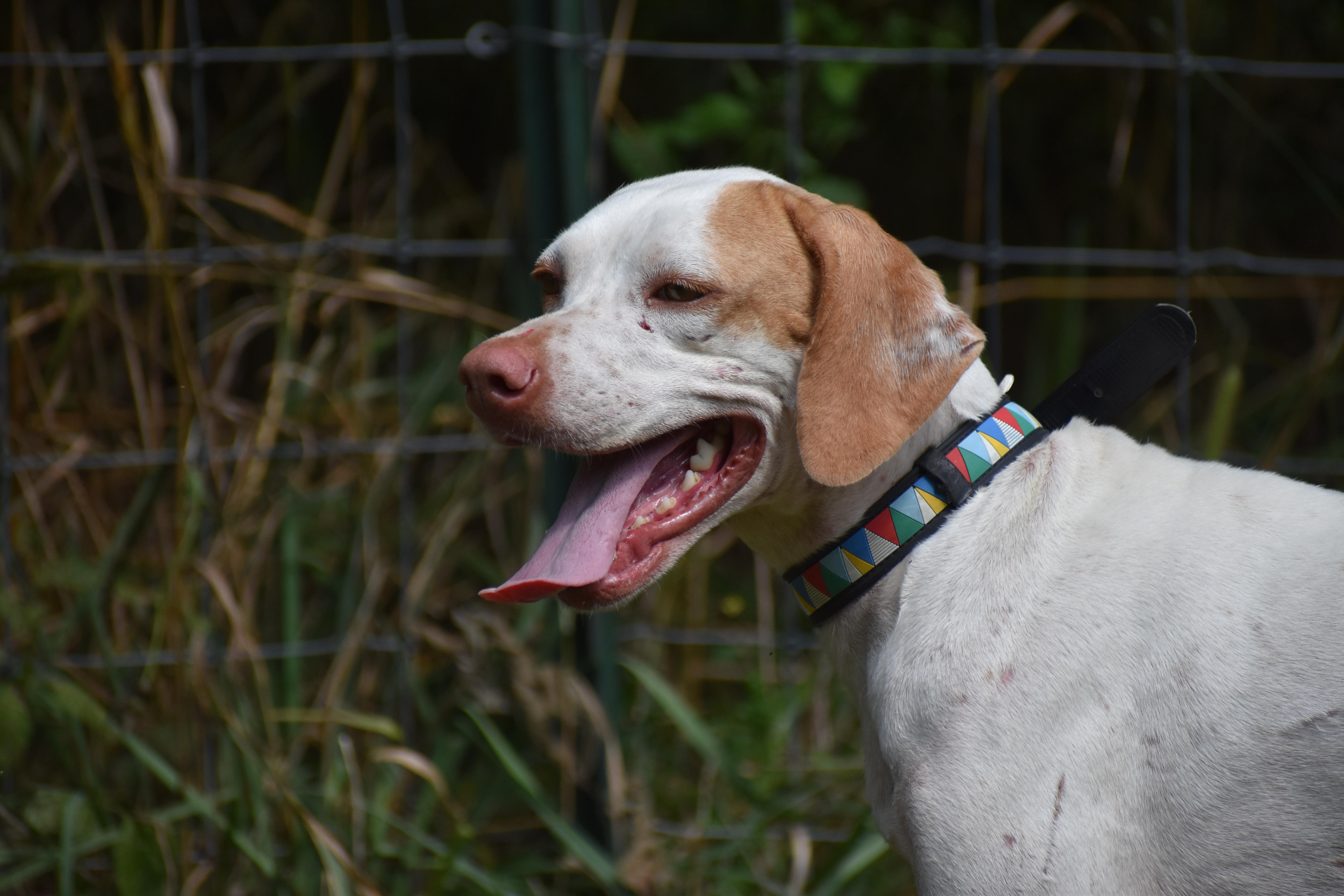 Enlarge Mae- Adoption Pending, a Adoptable Pointer in Wood Dale, IL image 6/6