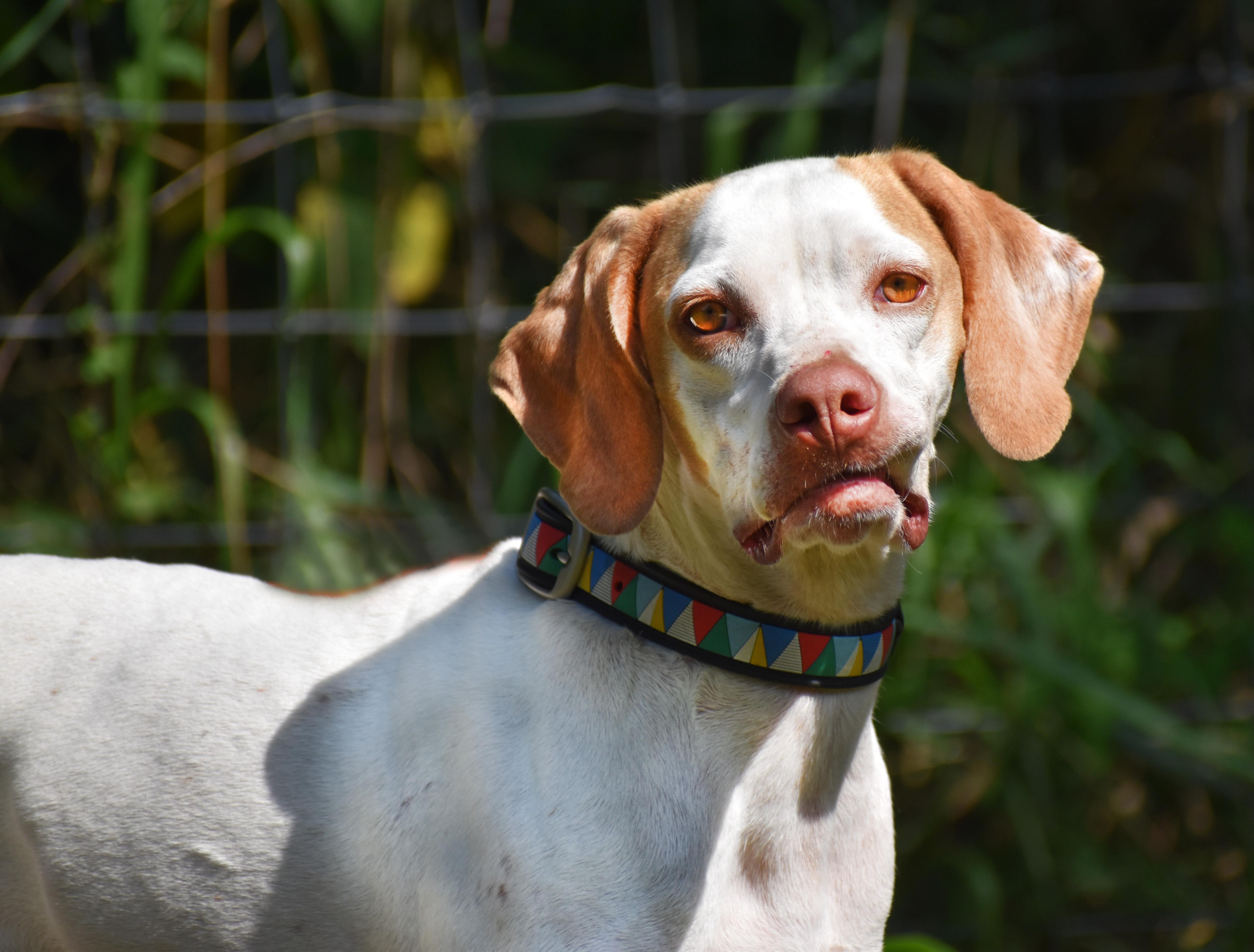 Enlarge Mae- Adoption Pending, a Adoptable Pointer in Wood Dale, IL image 1/6