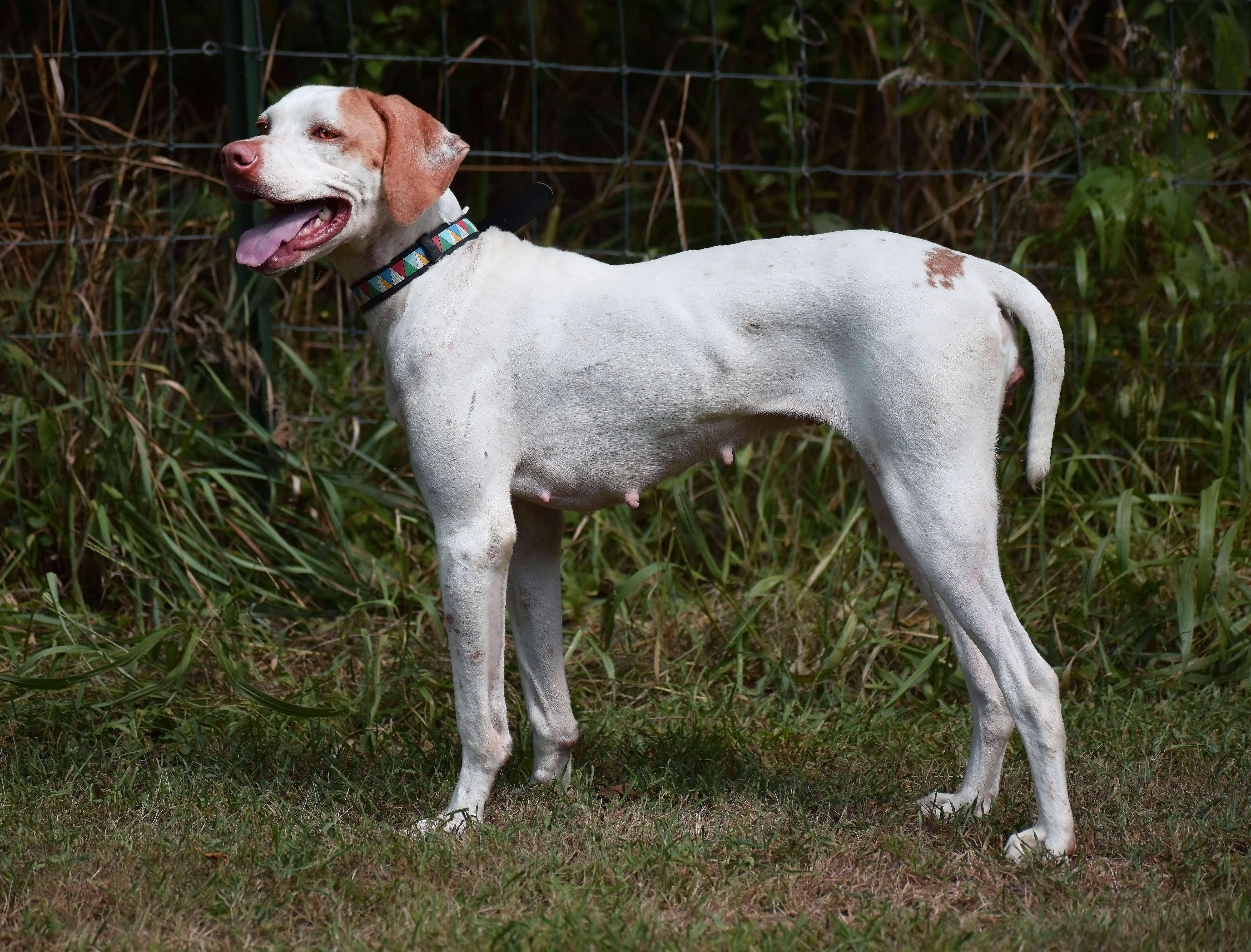 Enlarge Mae- Adoption Pending, a Adoptable Pointer in Wood Dale, IL image 5/6