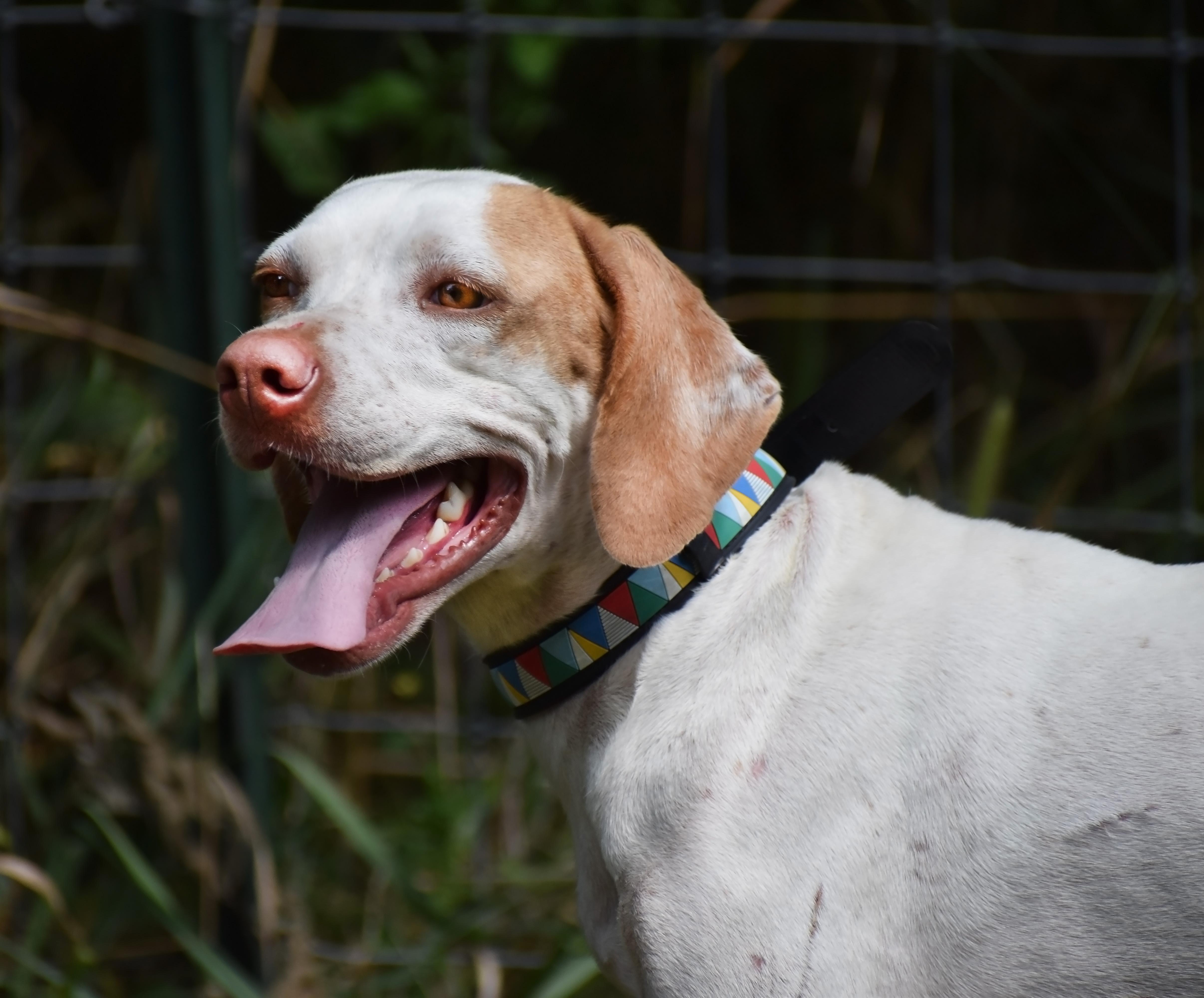 Enlarge Mae- Adoption Pending, a Adoptable Pointer in Wood Dale, IL image 2/6