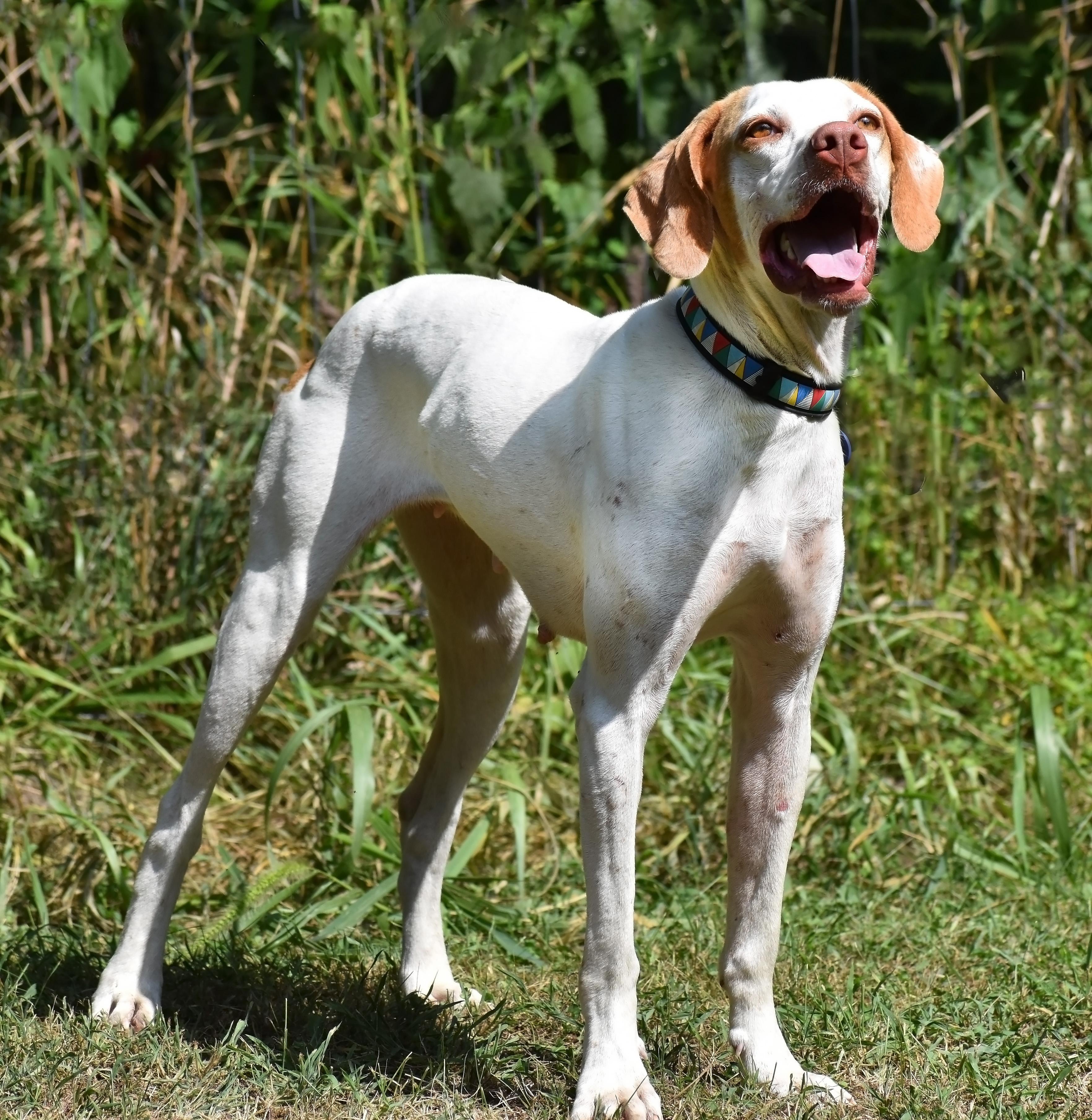 Enlarge Mae- Adoption Pending, a Adoptable Pointer in Wood Dale, IL image 4/6