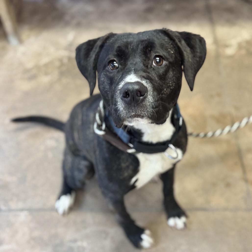 Jazzie, Adoptable, Young Female Labrador Retriever & Pit Bull Terrier.