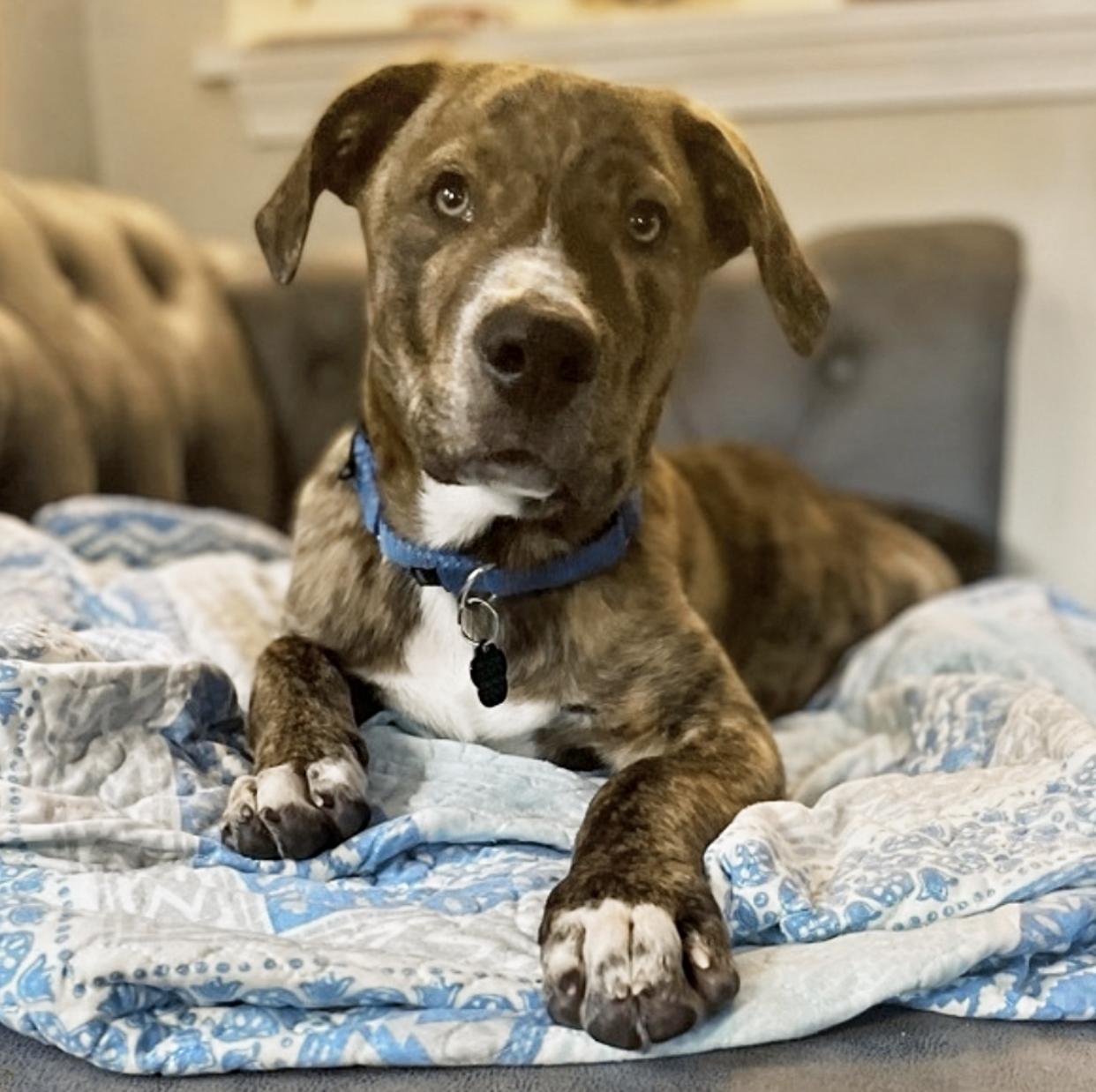 Dog for adoption Kevin, a Mixed Breed in Virginia Beach, VA Petfinder