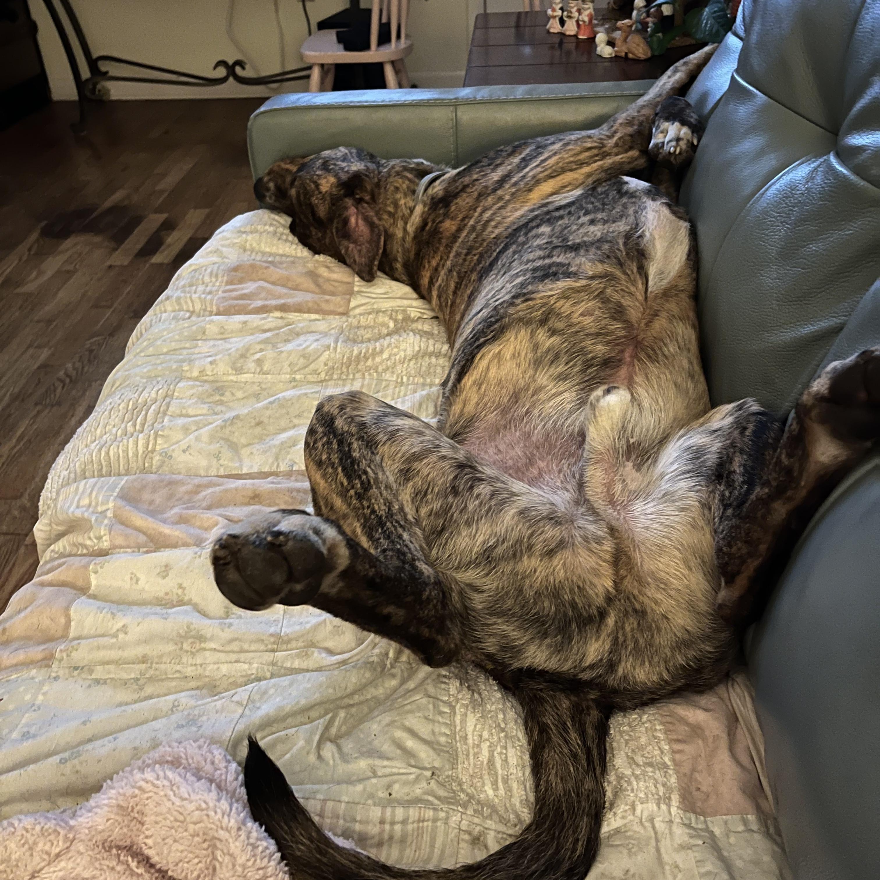 Dog for adoption Kevin, a Mixed Breed in Virginia Beach, VA Petfinder