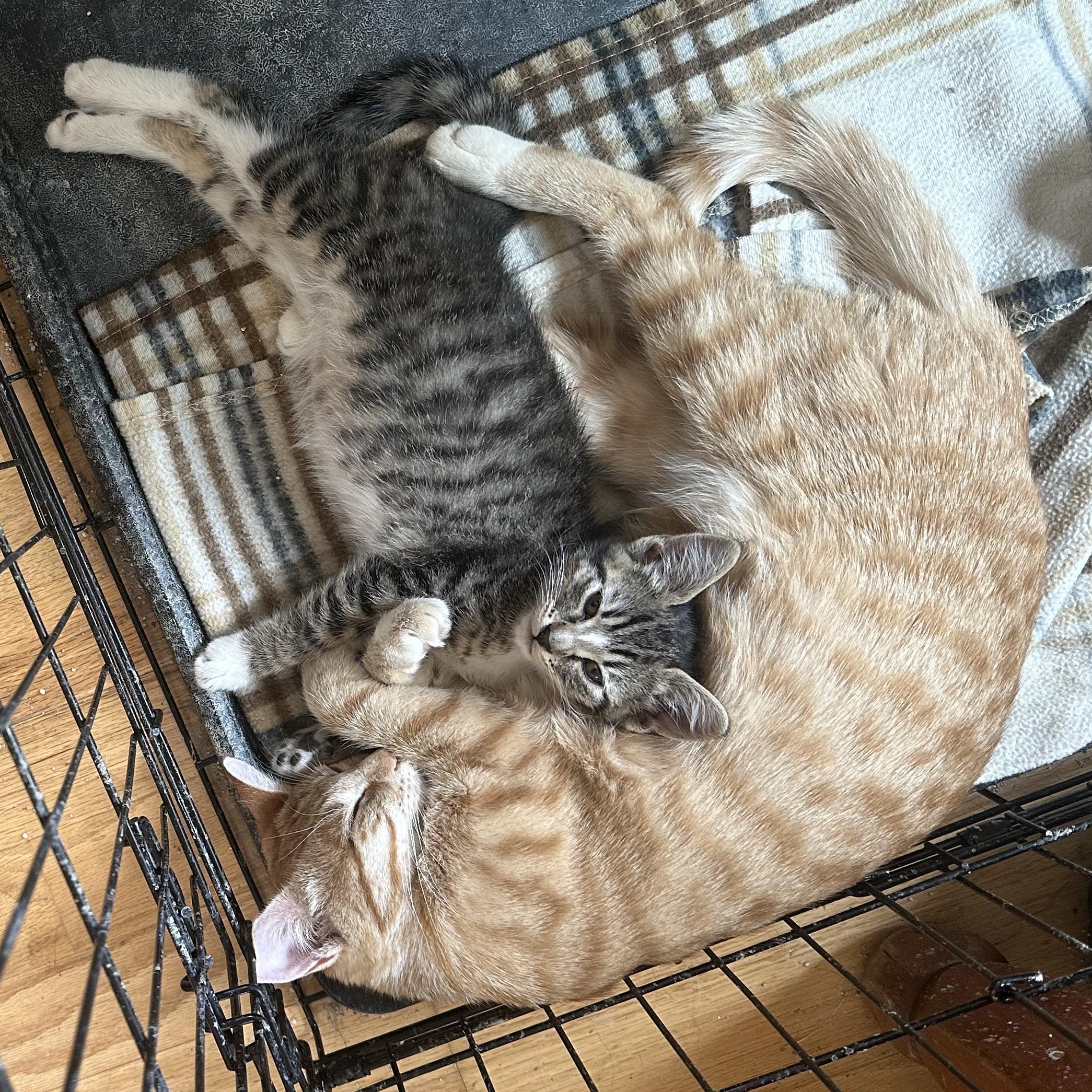 Enlarge Sky, an adopted Domestic Short Hair in Sunnyside, WA image 2/2