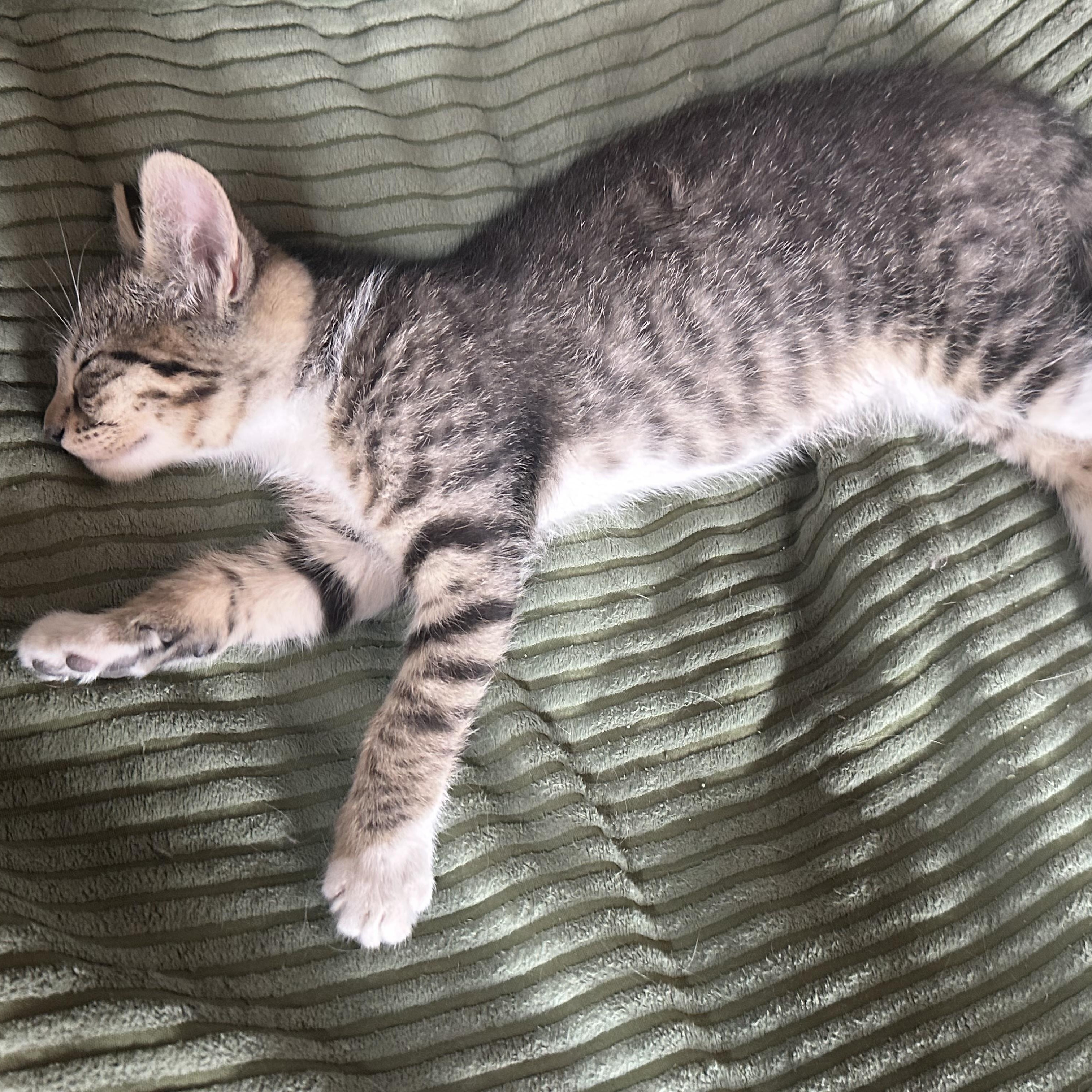 Sky, adopted, Kitten Female Domestic Short Hair.
