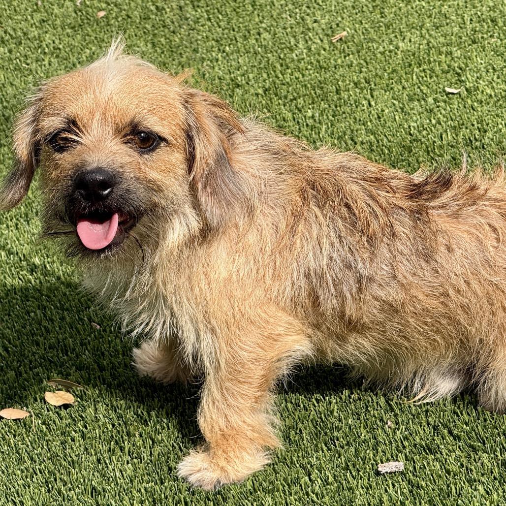 Enlarge Kermit, a Adoptable mixed breed in Chelsea, MI image 4/5