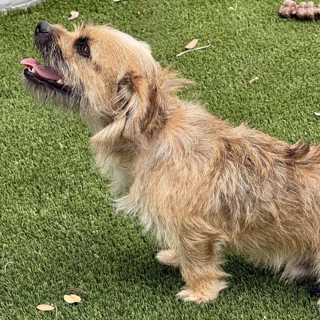 Enlarge Kermit, a Adoptable mixed breed in Chelsea, MI image 3/5