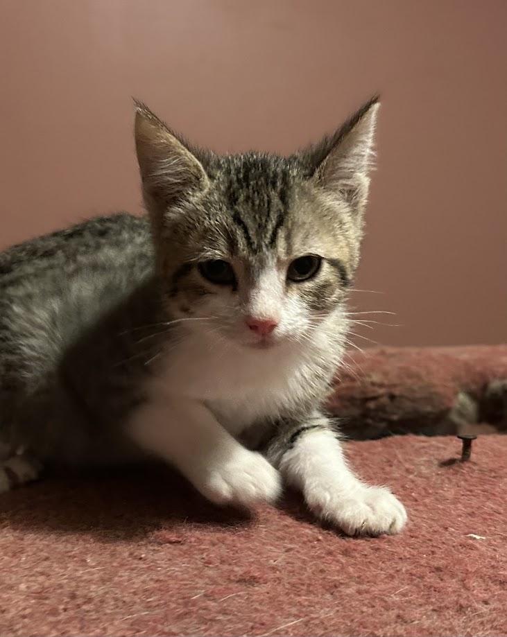 Enlarge Rufus, a Adoptable Domestic Short Hair image 1/2