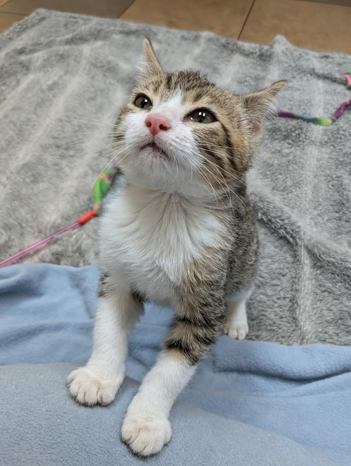 Enlarge Rufus, a Adoptable Domestic Short Hair image 2/2