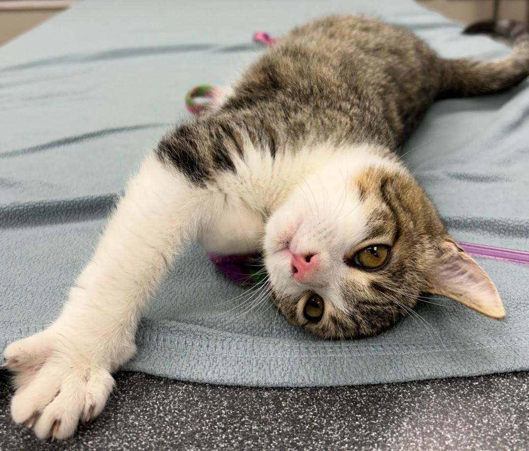 Rufus, a Adoptable Domestic Short Hair in Santa Rosa, CA image 2/6