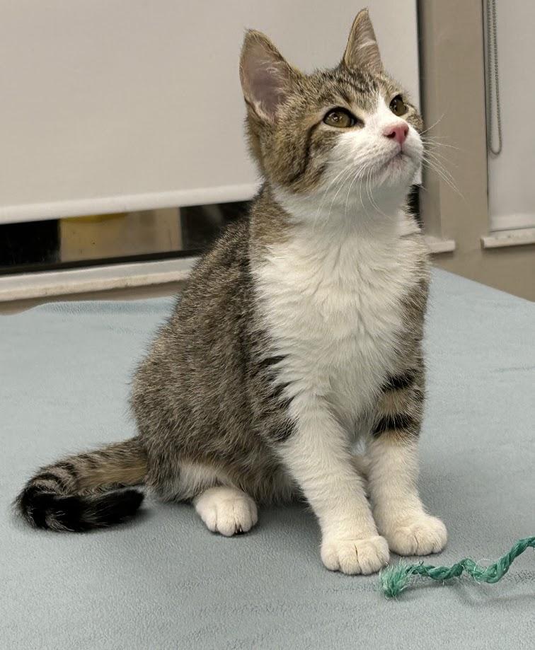 Rufus, a Adoptable Domestic Short Hair in Santa Rosa, CA image 1/6