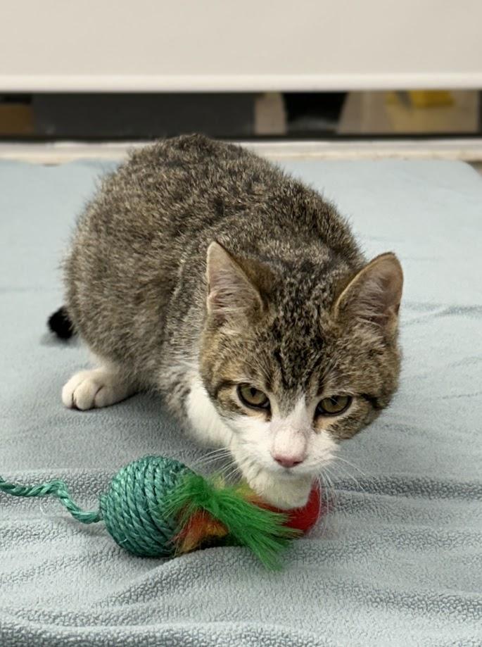 Rufus, a Adoptable Domestic Short Hair in Santa Rosa, CA image 4/6