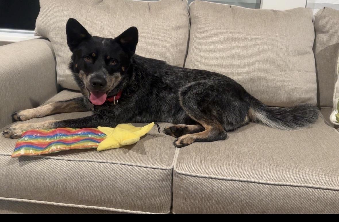 Enlarge Max-Adopted, a Adopted Australian Cattle Dog / Blue Heeler in Detroit, MI image 1/6