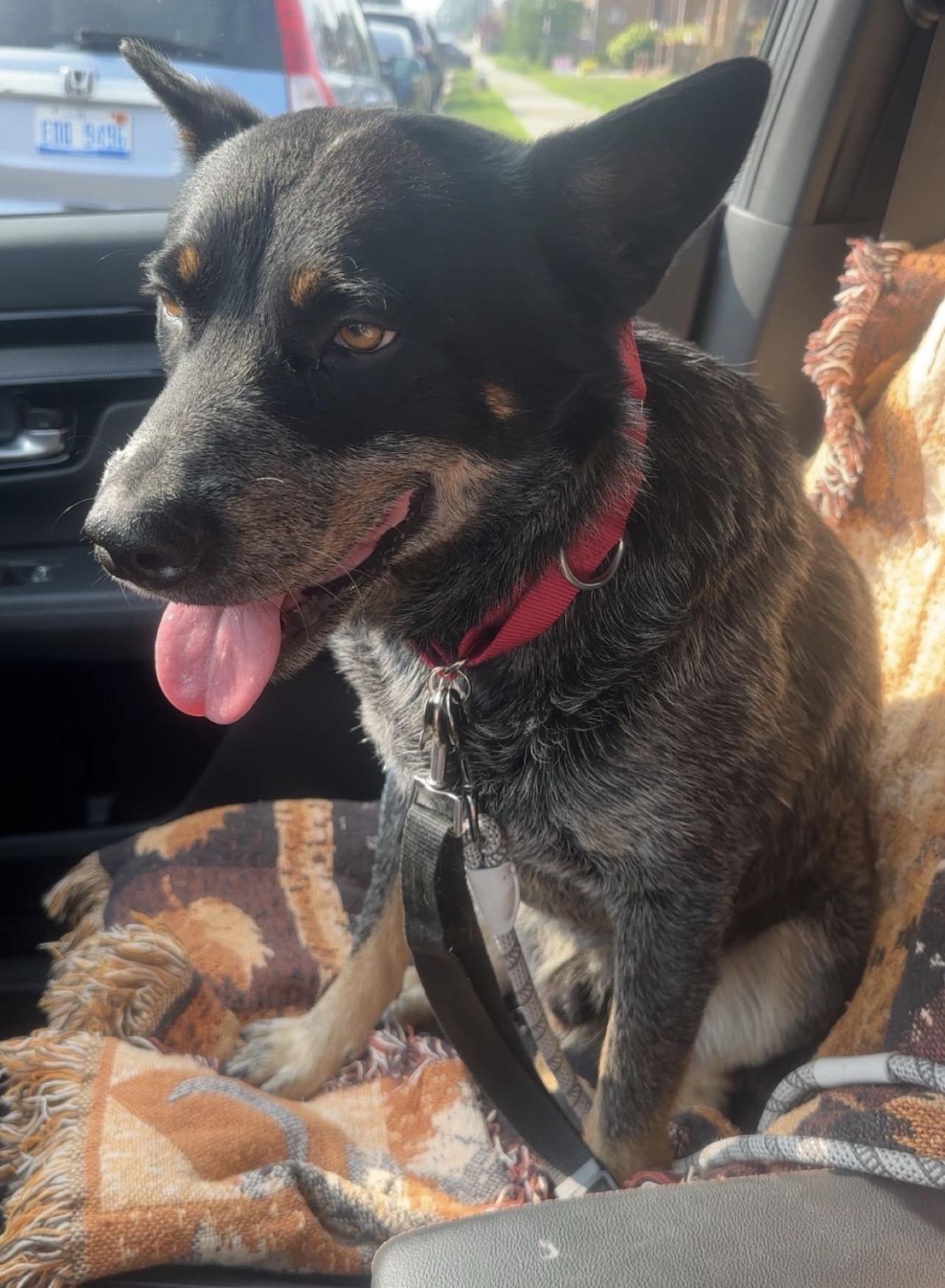 Enlarge Max-Adopted, a Adopted Australian Cattle Dog / Blue Heeler in Detroit, MI image 5/6