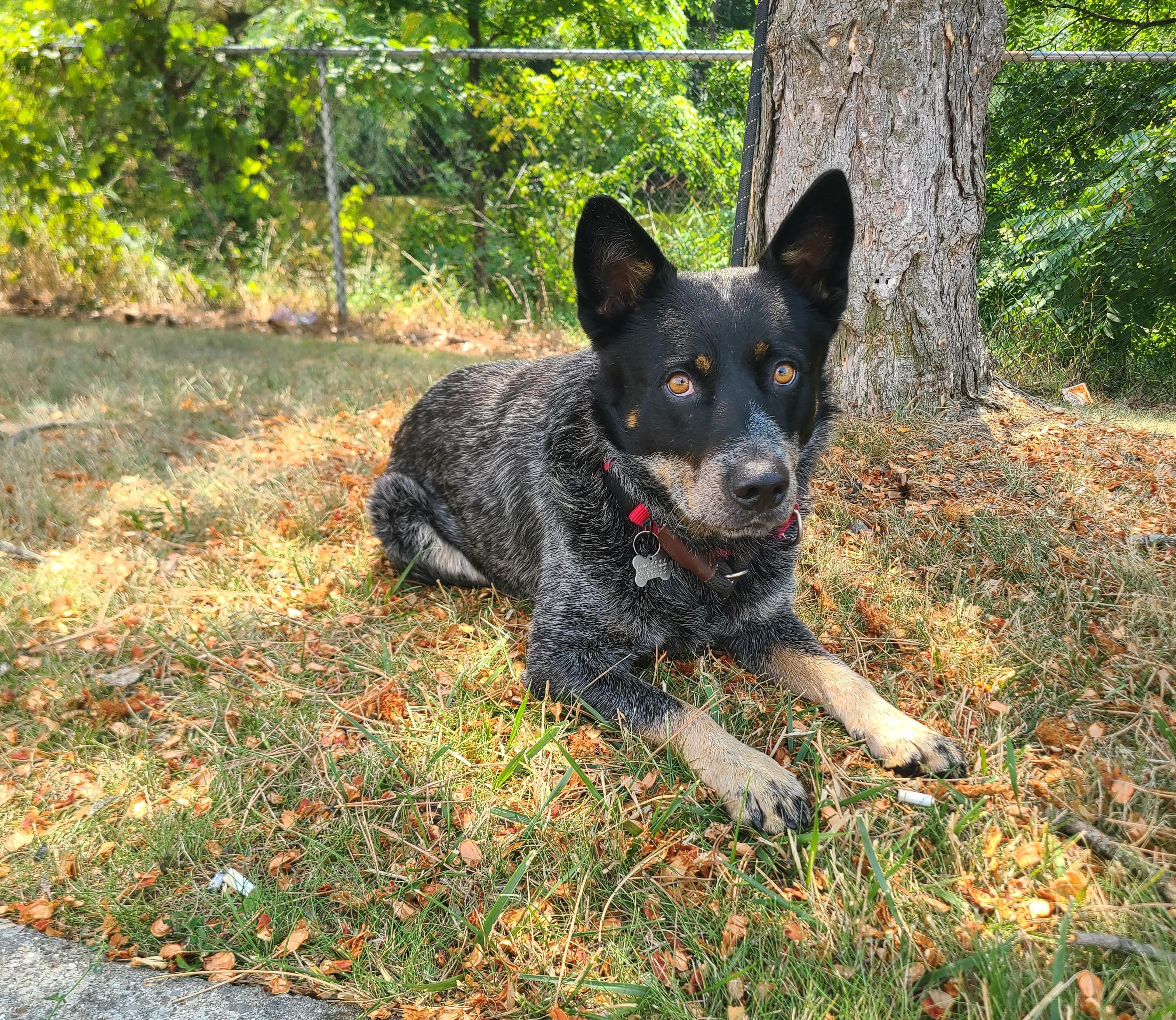 Enlarge Max-Adopted, a Adopted Australian Cattle Dog / Blue Heeler in Detroit, MI image 3/6
