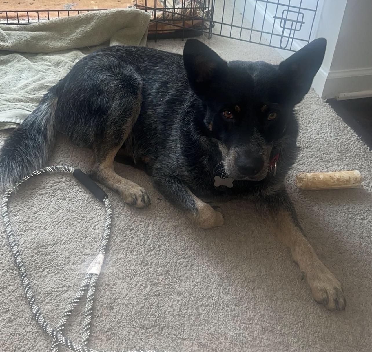 Enlarge Max-Adopted, a Adopted Australian Cattle Dog / Blue Heeler in Detroit, MI image 6/6