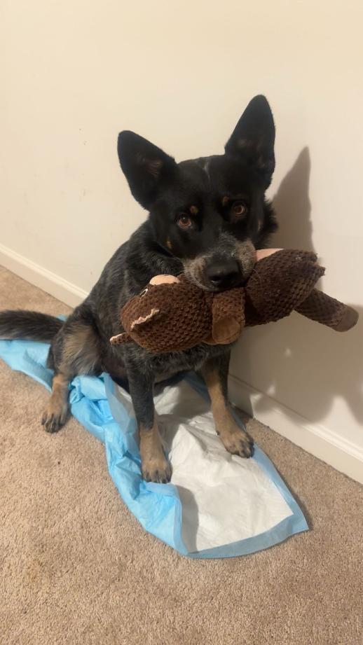 Enlarge Max-Adopted, a Adopted Australian Cattle Dog / Blue Heeler in Detroit, MI image 4/6