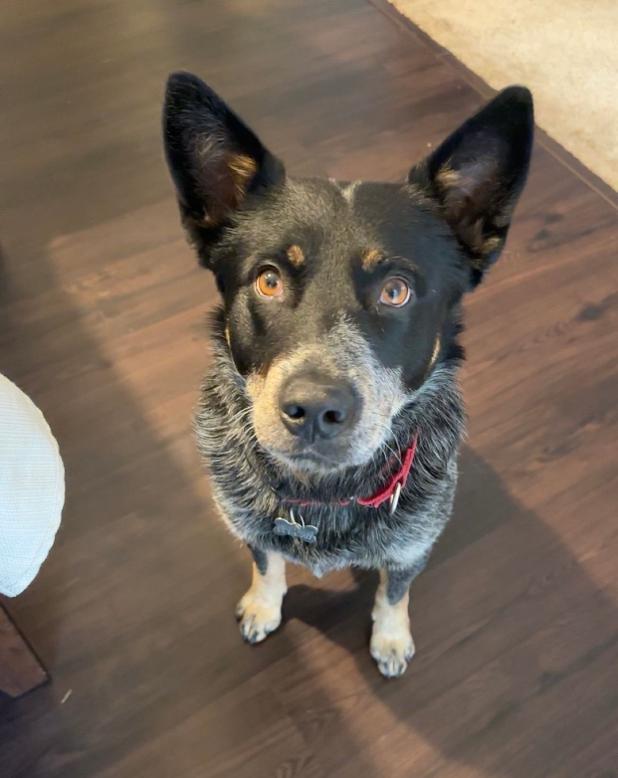 Enlarge Max-Adopted, a Adopted Australian Cattle Dog / Blue Heeler in Detroit, MI image 2/6