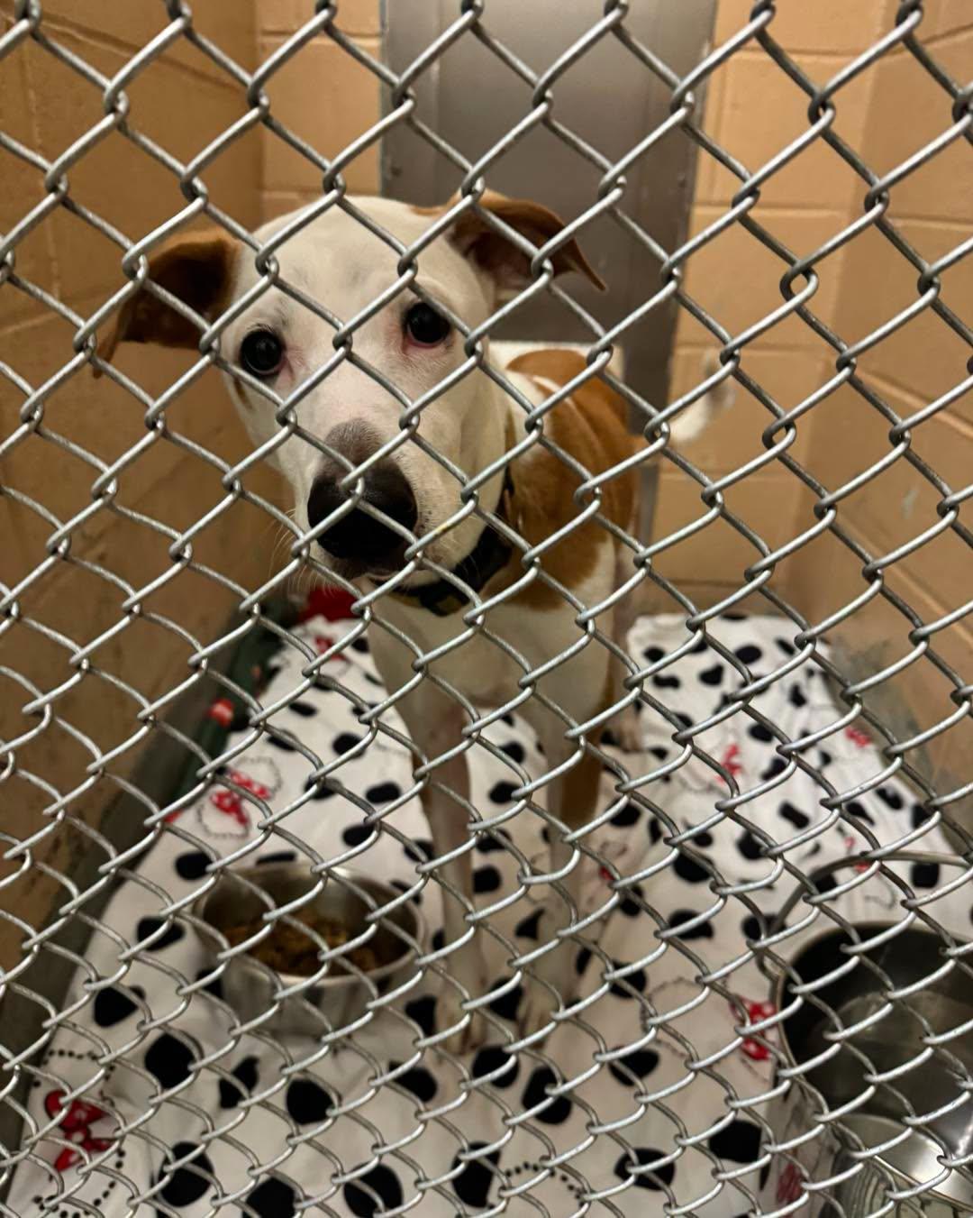 Enlarge Poi, a Adoptable mixed breed in Bloomfield, NJ image 6/6