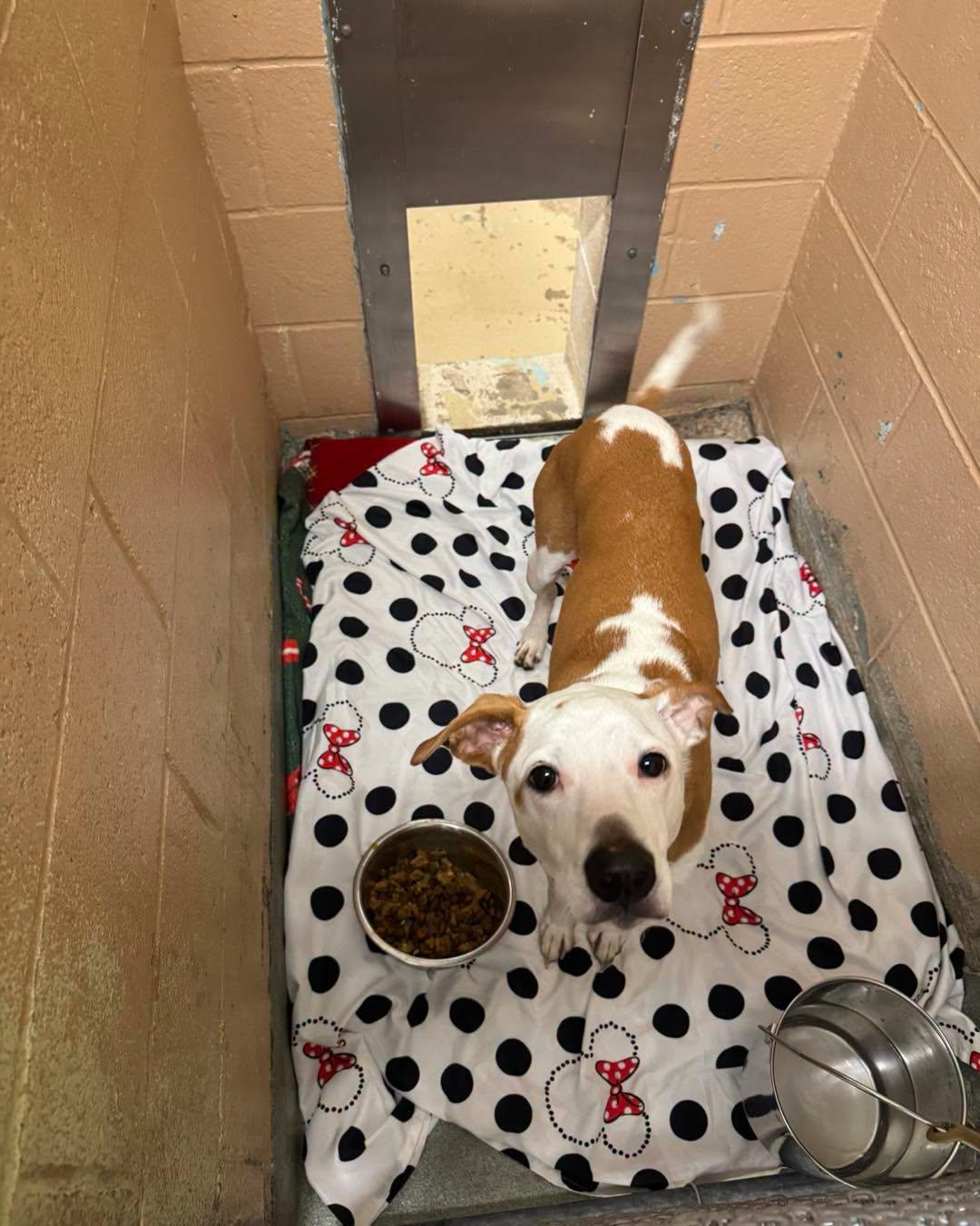 Enlarge Poi, a Adoptable mixed breed in Bloomfield, NJ image 4/6