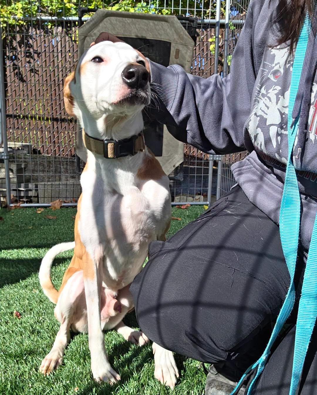 Enlarge Poi, a Adoptable mixed breed in Bloomfield, NJ image 3/6