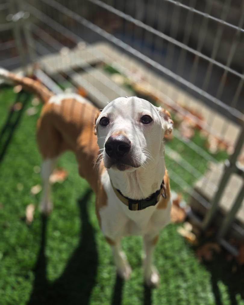 Poi, Adoptable, Adult Male Hound & Whippet.