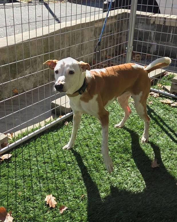Enlarge Poi, a Adoptable mixed breed in Bloomfield, NJ image 2/6