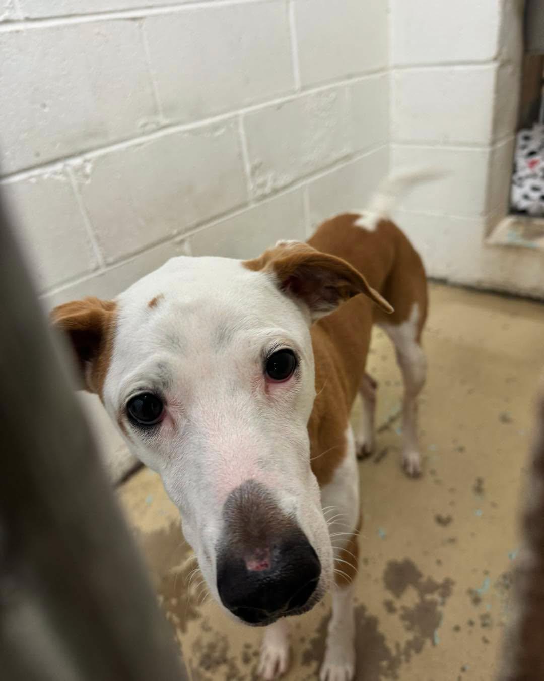 Enlarge Poi, a Adoptable mixed breed in Bloomfield, NJ image 5/6