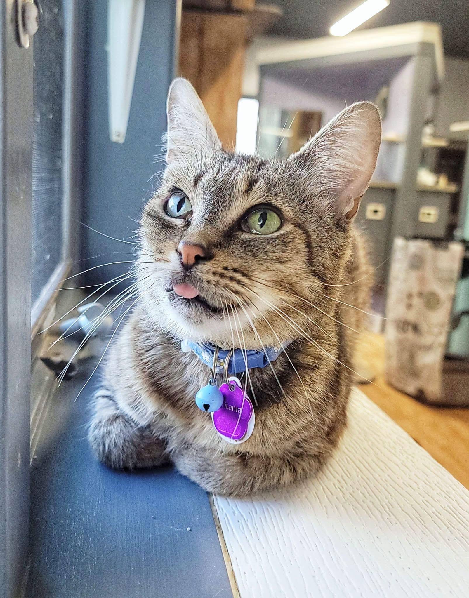 Enlarge Titania, a ADOPTABLE Domestic Short Hair in Grand Rapids, MI image 1/6