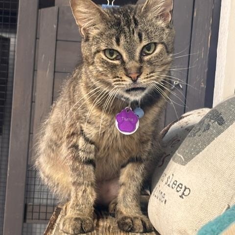 Enlarge Titania, a ADOPTABLE Domestic Short Hair in Grand Rapids, MI image 4/6